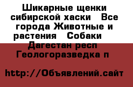 Шикарные щенки сибирской хаски - Все города Животные и растения » Собаки   . Дагестан респ.,Геологоразведка п.